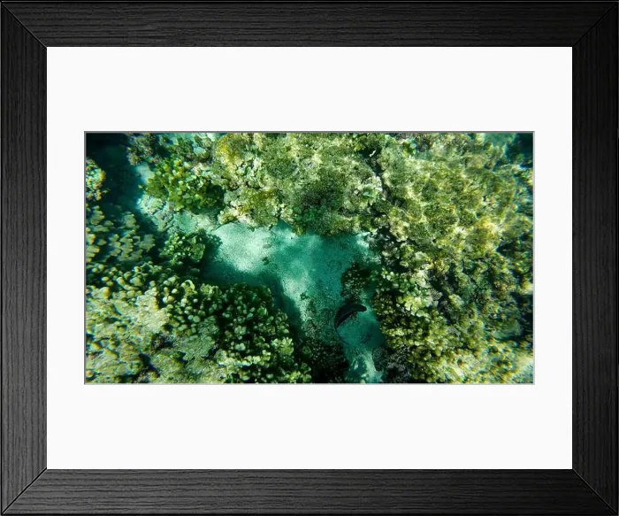 Framed Print : Photography of fish and corals in Oman near Muscat during spring sunny day Framed Print : Photography of fish and corals in Oman near Muscat during spring sunny day