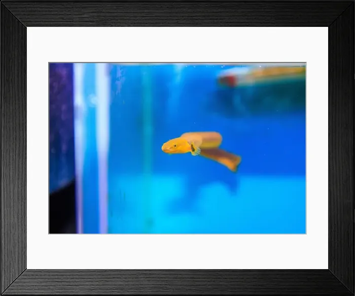 Framed Print : The reedfish, ropefish, or snakefish - (Erpetoichthys calabaricus), photographing in freshwater aquarium tank Framed Print : The reedfish, ropefish, or snakefish - (Erpetoichthys calabaricus), photographing in freshwater aquarium tank
