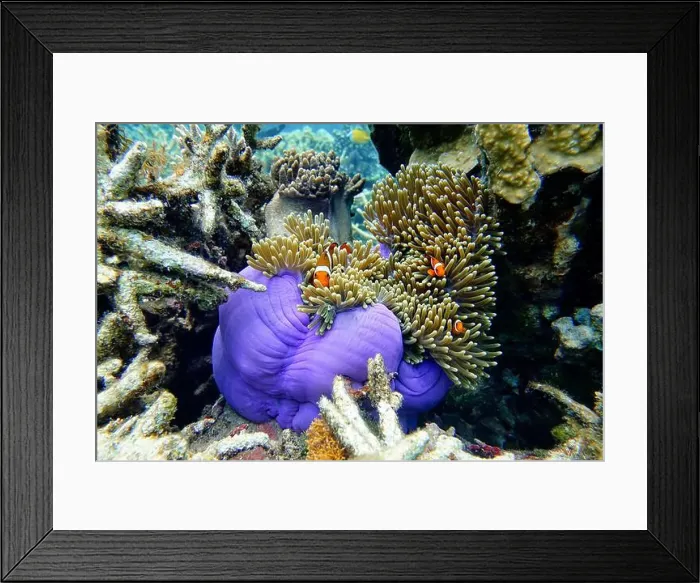 Framed Print : Indonesia Anambas Islands - Clownfish and Sea Anemone - Amphiprioninae Framed Print : Indonesia Anambas Islands - Clownfish and Sea Anemone - Amphiprioninae