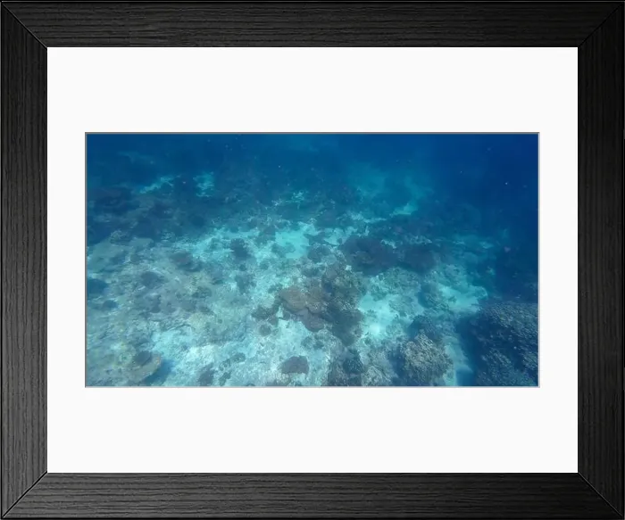 Framed Print : Photography of fish, sharks and corals in Oman near Muscat during spring sunny day Framed Print : Photography of fish, sharks and corals in Oman near Muscat during spring sunny day