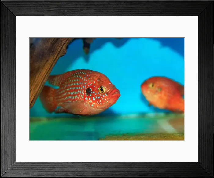 Framed Print : Blood-Red Jewel Cichlid - Hemichromis lifalili Framed Print : Blood-Red Jewel Cichlid - Hemichromis lifalili