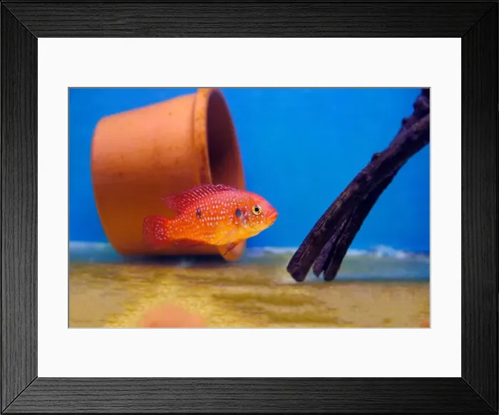 Framed Print : Blood-Red Jewel Cichlid - Hemichromis lifalili Framed Print : Blood-Red Jewel Cichlid - Hemichromis lifalili