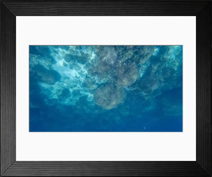 Framed Print : Photography of fish and corals in Oman near Muscat during spring sunny day Framed Print : Photography of fish and corals in Oman near Muscat during spring sunny day