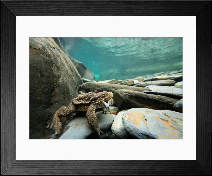 Framed Print : An underwater view of a common toad or Bufo bufo navigating through smooth river rocks Framed Print : An underwater view of a common toad or Bufo bufo navigating through smooth river rocks