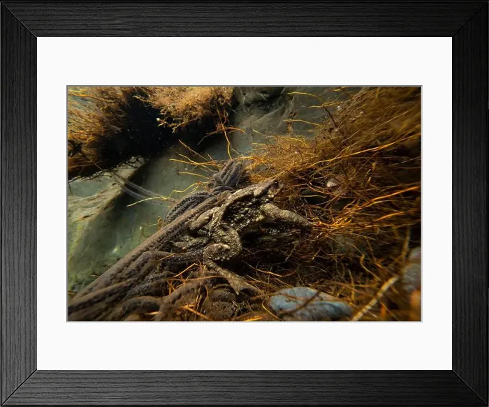Framed Print : A captivating view of Bufo bufo Framed Print : A captivating view of Bufo bufo