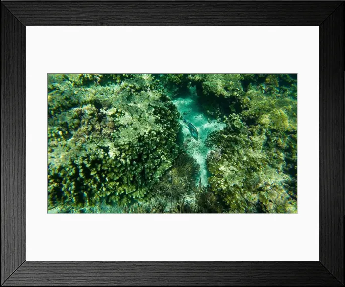 Framed Print : Photography of fish and corals in Oman near Muscat during spring sunny day Framed Print : Photography of fish and corals in Oman near Muscat during spring sunny day