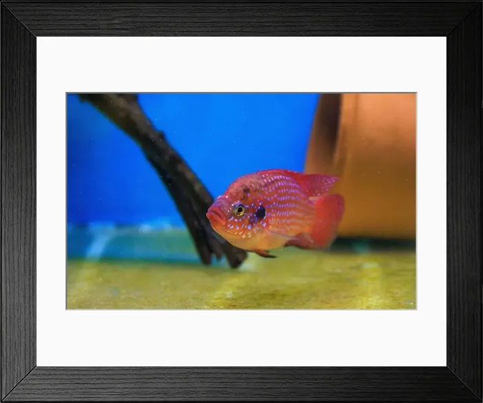 Framed Print : Blood-Red Jewel Cichlid - Hemichromis lifalili Framed Print : Blood-Red Jewel Cichlid - Hemichromis lifalili