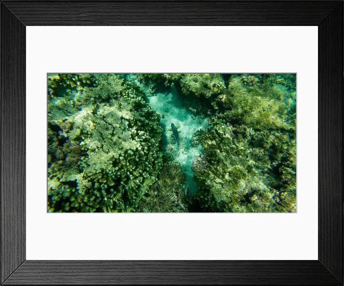 Framed Print : Photography of fish and corals in Oman near Muscat during spring sunny day Framed Print : Photography of fish and corals in Oman near Muscat during spring sunny day