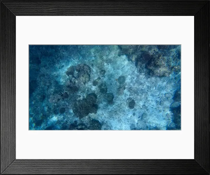 Framed Print : Photography of fish and corals in Oman near Muscat during spring sunny day Framed Print : Photography of fish and corals in Oman near Muscat during spring sunny day