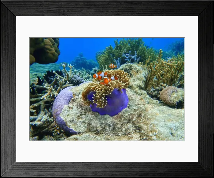 Framed Print : Indonesia Anambas Islands - Clownfish and Sea Anemone - Amphiprioninae Framed Print : Indonesia Anambas Islands - Clownfish and Sea Anemone - Amphiprioninae