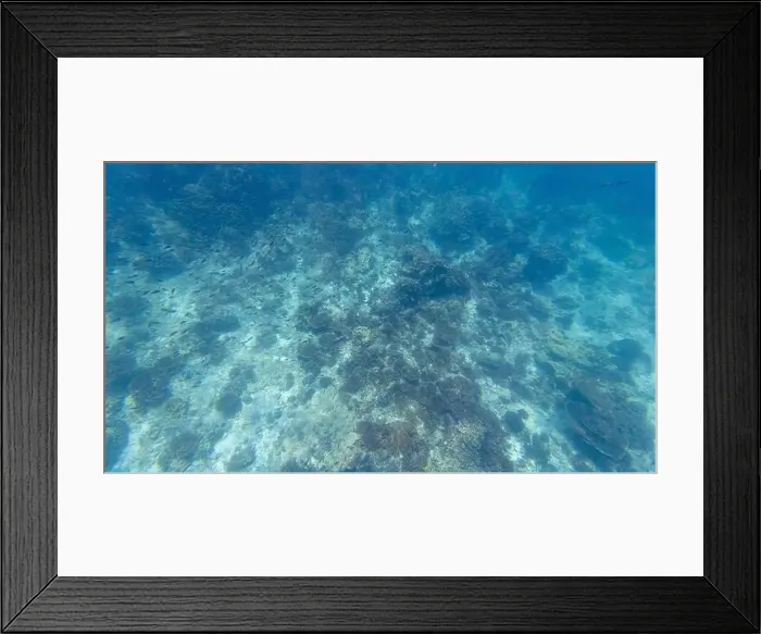 Framed Print : Photography of fish and corals in Oman near Muscat during spring sunny day Framed Print : Photography of fish and corals in Oman near Muscat during spring sunny day