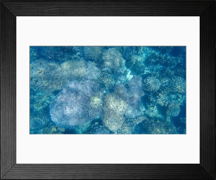 Framed Print : Photography of fish and corals in Oman near Muscat during spring sunny day Framed Print : Photography of fish and corals in Oman near Muscat during spring sunny day
