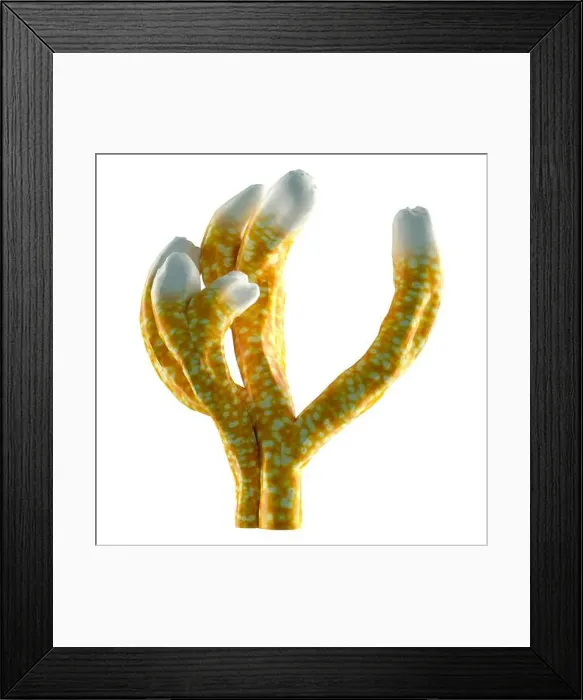 Framed Print : 3D rendering of a coral, a marine invertebrate isolated on white background Framed Print : 3D rendering of a coral, a marine invertebrate isolated on white background