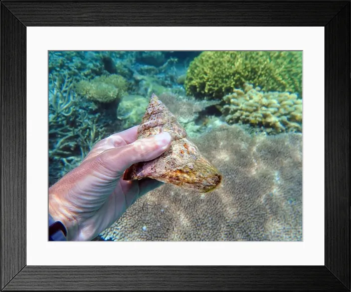 Framed Print : Indonesia Anambas Islands - Marine Turban snail Framed Print : Indonesia Anambas Islands - Marine Turban snail