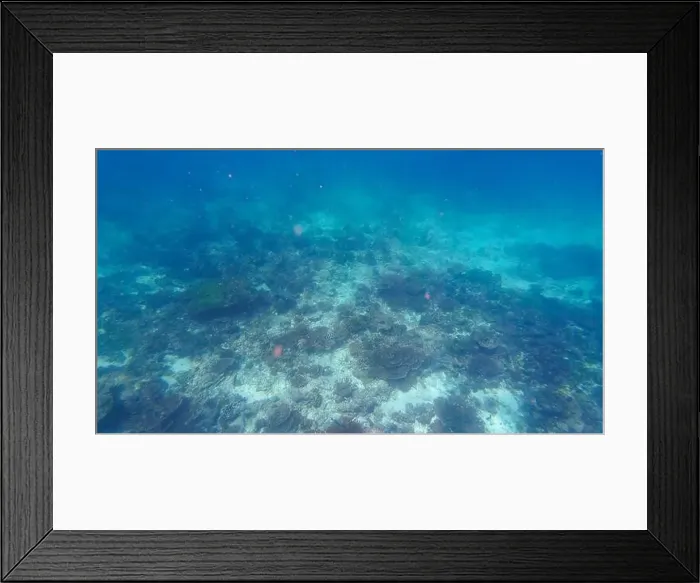 Framed Print : Photography of fish, sharks and corals in Oman near Muscat during spring sunny day Framed Print : Photography of fish, sharks and corals in Oman near Muscat during spring sunny day