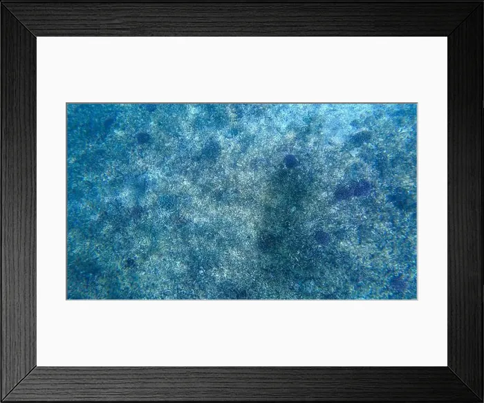 Framed Print : Photography of fish and corals in Oman near Muscat during spring sunny day Framed Print : Photography of fish and corals in Oman near Muscat during spring sunny day