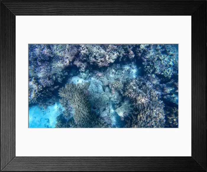 Framed Print : Photography of fish and corals in Oman near Muscat during spring sunny day Framed Print : Photography of fish and corals in Oman near Muscat during spring sunny day