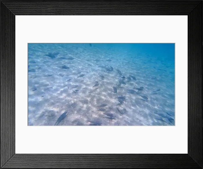 Framed Print : Photography of fish and corals in Oman near Muscat during spring sunny day Framed Print : Photography of fish and corals in Oman near Muscat during spring sunny day
