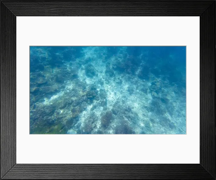 Framed Print : Photography of fish and corals in Oman near Muscat during spring sunny day Framed Print : Photography of fish and corals in Oman near Muscat during spring sunny day