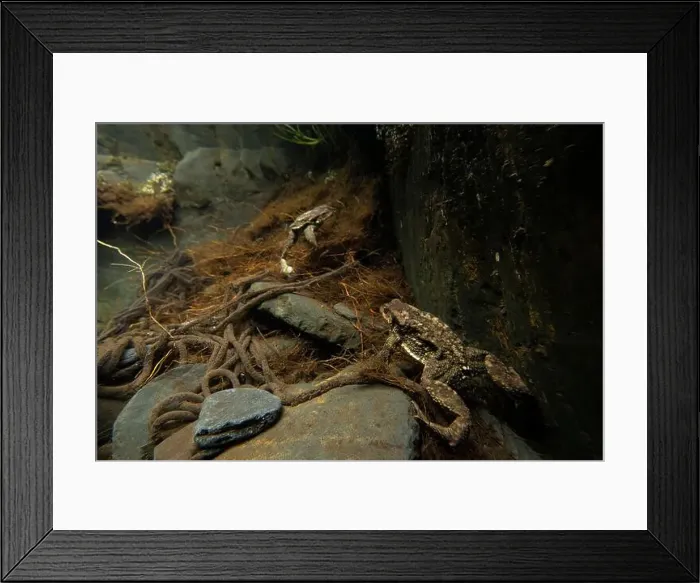 Framed Print : Underwater view of a pair of Common toads or Bufo bufo amidst a tangle of roots during mating season Framed Print : Underwater view of a pair of Common toads or Bufo bufo amidst a tangle of roots during mating season