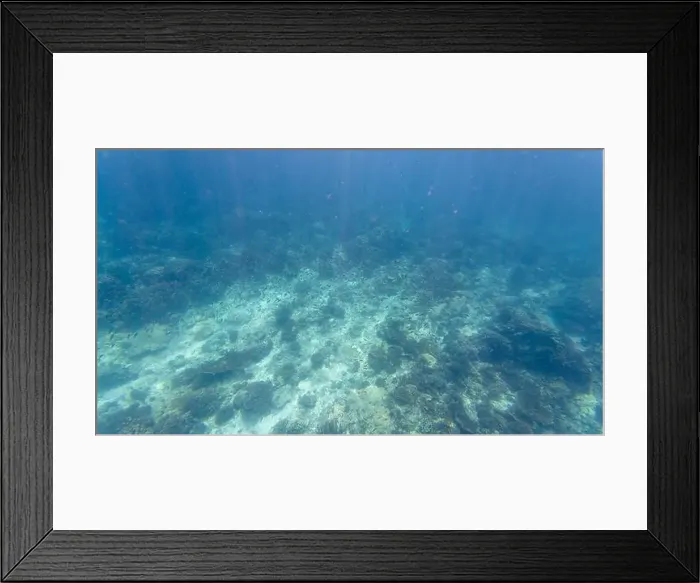 Framed Print : Photography of fish and corals in Oman near Muscat during spring sunny day Framed Print : Photography of fish and corals in Oman near Muscat during spring sunny day