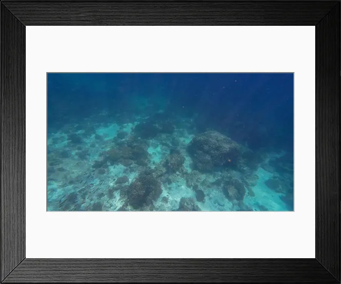 Framed Print : Photography of fish, sharks and corals in Oman near Muscat during spring sunny day Framed Print : Photography of fish, sharks and corals in Oman near Muscat during spring sunny day
