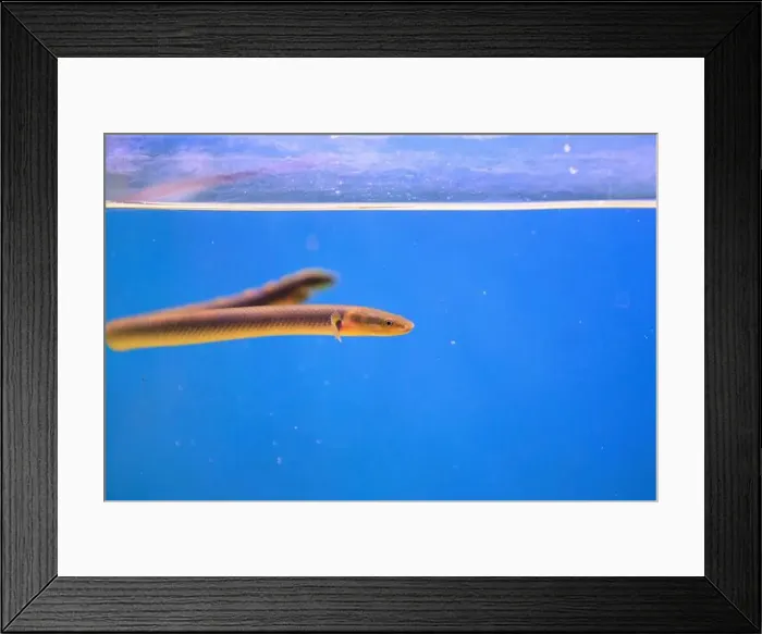 Framed Print : The reedfish, ropefish, or snakefish - (Erpetoichthys calabaricus), photographing in freshwater aquarium tank Framed Print : The reedfish, ropefish, or snakefish - (Erpetoichthys calabaricus), photographing in freshwater aquarium tank