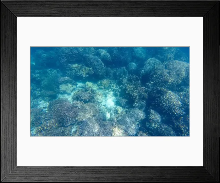 Framed Print : Photography of fish and corals in Oman near Muscat during spring sunny day Framed Print : Photography of fish and corals in Oman near Muscat during spring sunny day