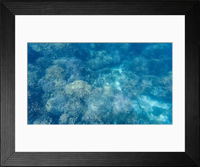 Framed Print : Photography of fish and corals in Oman near Muscat during spring sunny day Framed Print : Photography of fish and corals in Oman near Muscat during spring sunny day