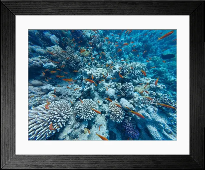 Framed Print : Jewel Fairy Basslet or Red Sea Goldfish at Beacon Rock Reef in Egypt Framed Print : Jewel Fairy Basslet or Red Sea Goldfish at Beacon Rock Reef in Egypt