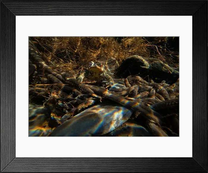 Framed Print : A common toad or Bufo bufo captured during the peak of reproduction Framed Print : A common toad or Bufo bufo captured during the peak of reproduction