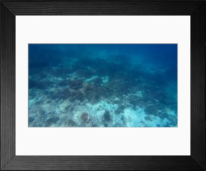 Framed Print : Photography of fish, sharks and corals in Oman near Muscat during spring sunny day Framed Print : Photography of fish, sharks and corals in Oman near Muscat during spring sunny day