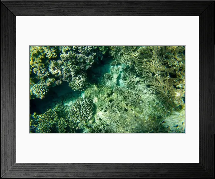 Framed Print : Photography of fish and corals in Oman near Muscat during spring sunny day Framed Print : Photography of fish and corals in Oman near Muscat during spring sunny day