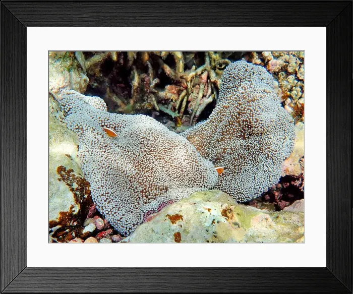 Framed Print : Indonesia Anambas Islands - Clownfish and Sea Anemone - Amphiprioninae Framed Print : Indonesia Anambas Islands - Clownfish and Sea Anemone - Amphiprioninae