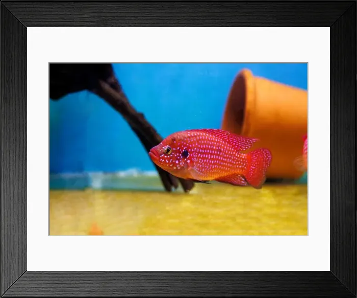 Framed Print : Blood-Red Jewel Cichlid - Hemichromis lifalili Framed Print : Blood-Red Jewel Cichlid - Hemichromis lifalili