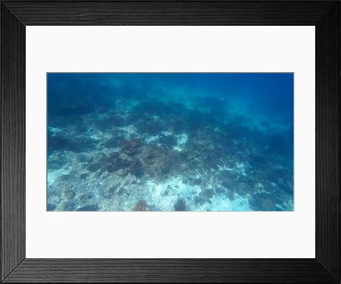 Framed Print : Photography of fish, sharks and corals in Oman near Muscat during spring sunny day Framed Print : Photography of fish, sharks and corals in Oman near Muscat during spring sunny day