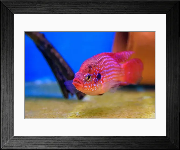 Framed Print : Blood-Red Jewel Cichlid - Hemichromis lifalili Framed Print : Blood-Red Jewel Cichlid - Hemichromis lifalili