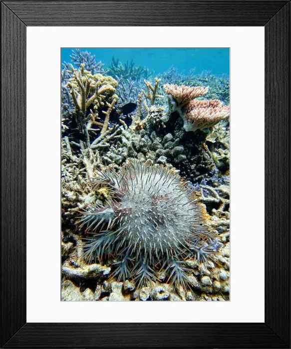 Framed Print : Indonesia Anambas Islands - Crown-of-thorns starfish Framed Print : Indonesia Anambas Islands - Crown-of-thorns starfish