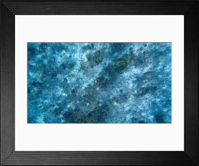 Framed Print : Photography of fish and corals in Oman near Muscat during spring sunny day Framed Print : Photography of fish and corals in Oman near Muscat during spring sunny day