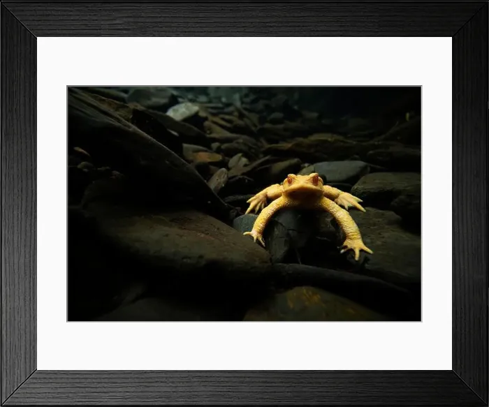 Framed Print : A rare albino Common toad or Bufo bufo is seen underwater surrounded by dark stones Framed Print : A rare albino Common toad or Bufo bufo is seen underwater surrounded by dark stones