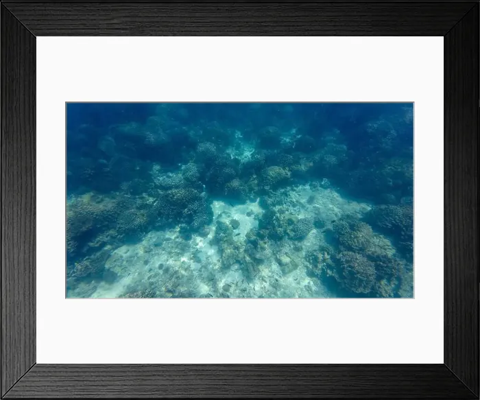 Framed Print : Photography of fish and corals in Oman near Muscat during spring sunny day Framed Print : Photography of fish and corals in Oman near Muscat during spring sunny day