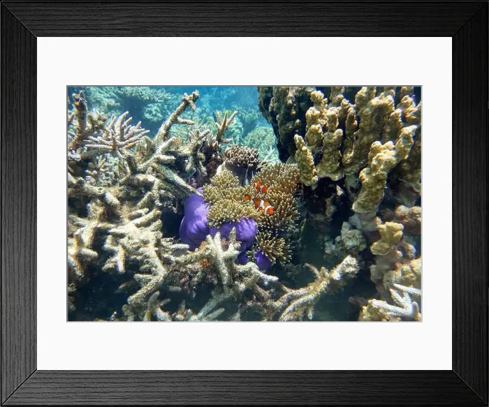 Framed Print : Indonesia Anambas Islands - Clownfish and Sea Anemone - Amphiprioninae Framed Print : Indonesia Anambas Islands - Clownfish and Sea Anemone - Amphiprioninae