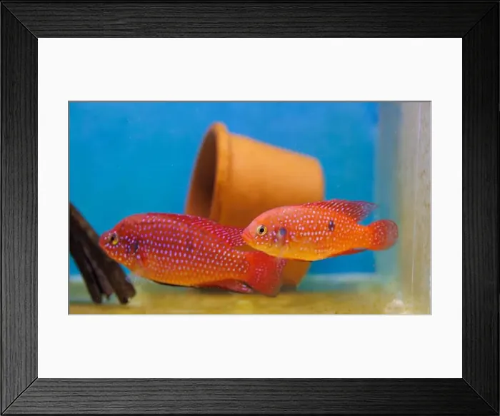 Framed Print : Blood-Red Jewel Cichlid - Hemichromis lifalili