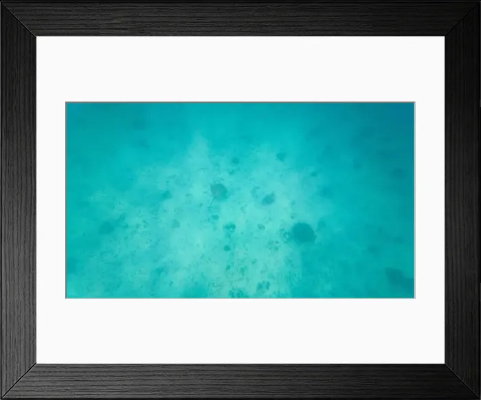 Framed Print : Photography of fish, raja and corals in Oman near Muscat during spring sunny day Framed Print : Photography of fish, raja and corals in Oman near Muscat during spring sunny day