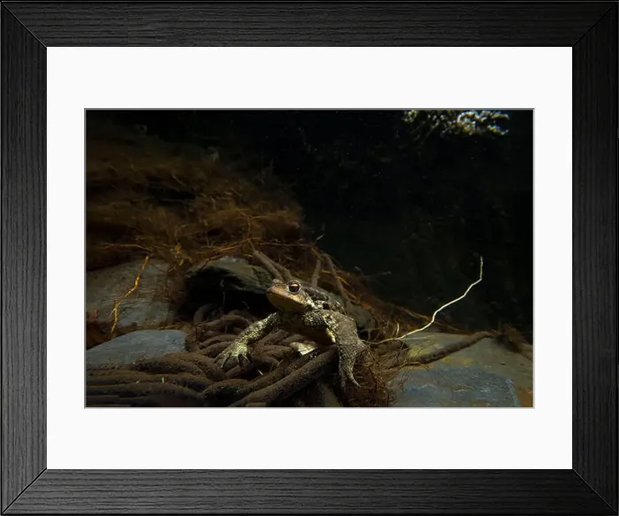 Framed Print : A captivating view of Bufo bufo Framed Print : A captivating view of Bufo bufo