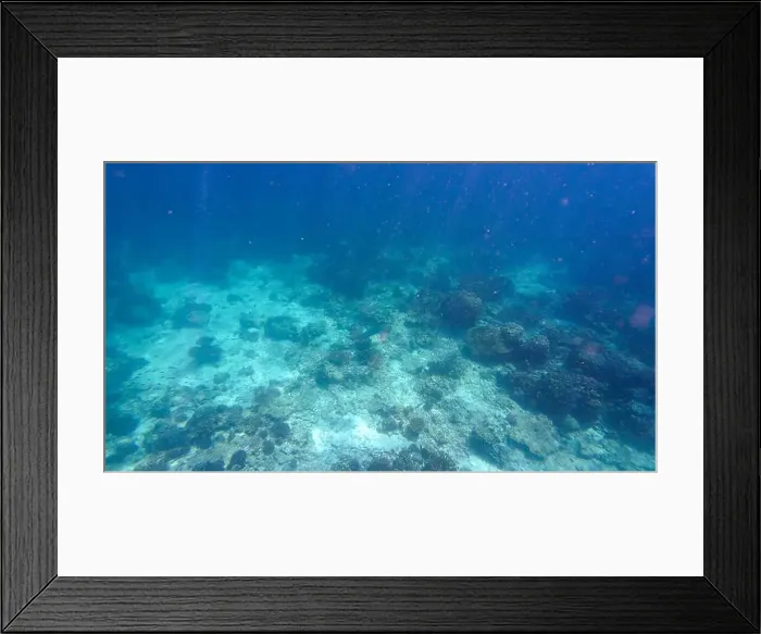 Framed Print : Photography of fish, sharks and corals in Oman near Muscat during spring sunny day Framed Print : Photography of fish, sharks and corals in Oman near Muscat during spring sunny day