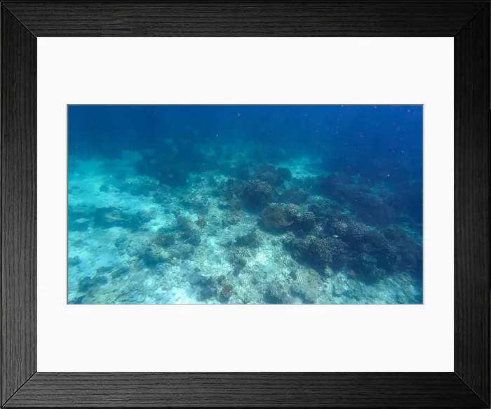 Framed Print : Photography of fish, turtle, sharks and corals in Oman near Muscat during spring sunny day Framed Print : Photography of fish, turtle, sharks and corals in Oman near Muscat during spring sunny day