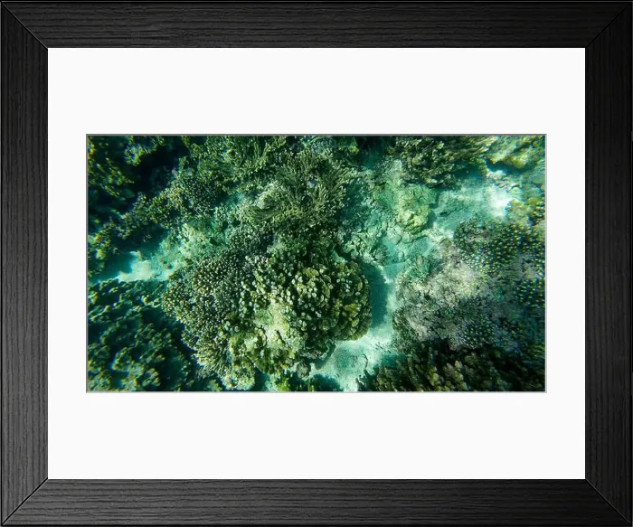 Framed Print : Photography of fish and corals in Oman near Muscat during spring sunny day Framed Print : Photography of fish and corals in Oman near Muscat during spring sunny day