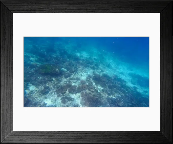Framed Print : Photography of fish, sharks and corals in Oman near Muscat during spring sunny day Framed Print : Photography of fish, sharks and corals in Oman near Muscat during spring sunny day