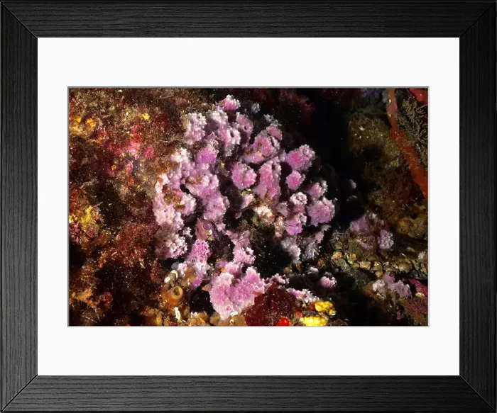Framed Print : Purple coarse sponge (Dysidea avara) with vivid colours on an underwater reef Framed Print : Purple coarse sponge (Dysidea avara) with vivid colours on an underwater reef